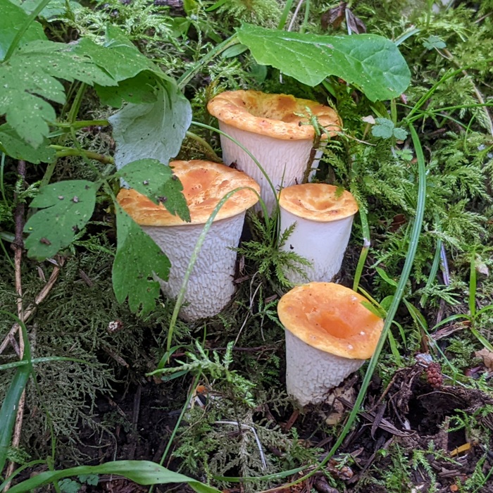 Possibly some kind of chanterelle