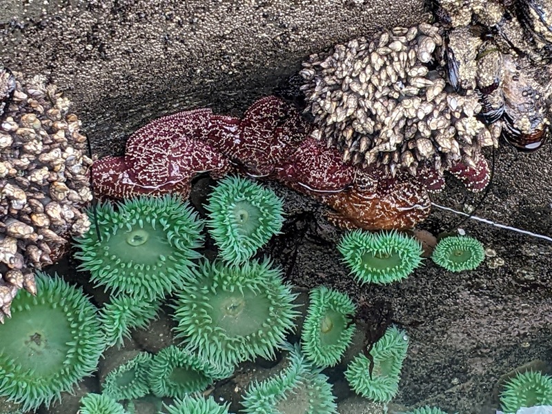 Anemones with starfish and gooseneck barnacles