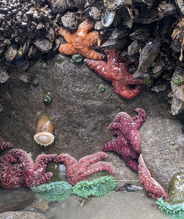 Starfish with anemones, mussels, and barnacles