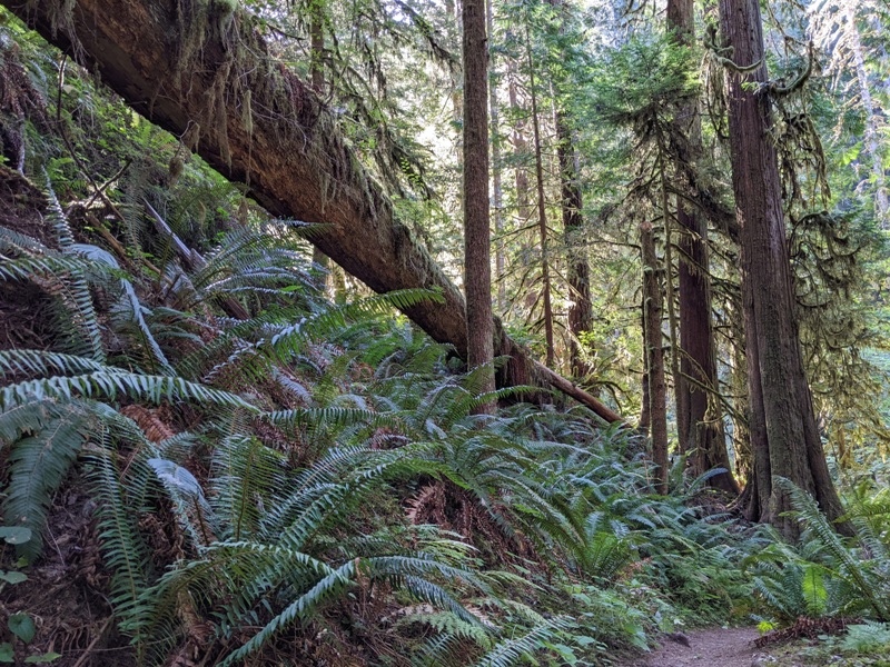 Ferns under fallen tree