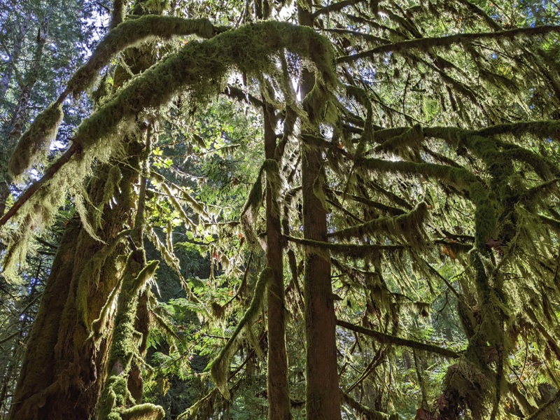 Trees with branches covered in moss