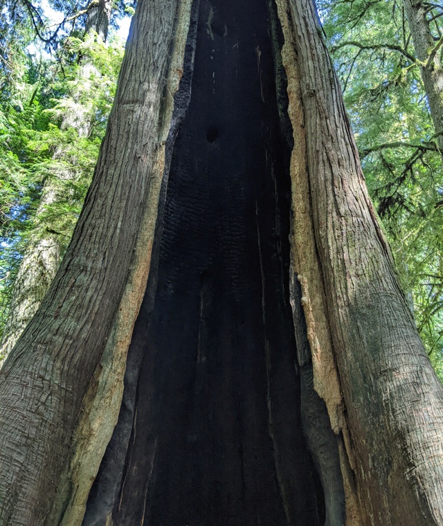 Burnt out hollow part of tree