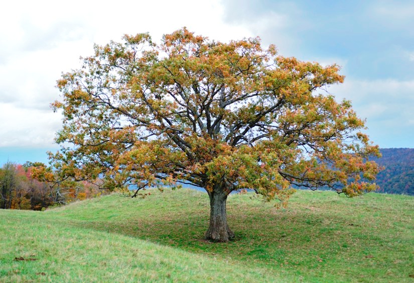 Oak tree in cow pasture