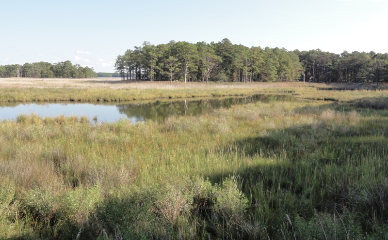 Marshy Creek lined by grasses