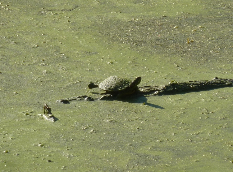 Turtle on log in water covered in green slimy stuff