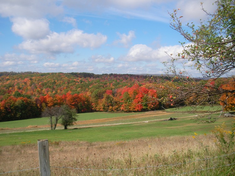 Zoomed out view of Fall colors