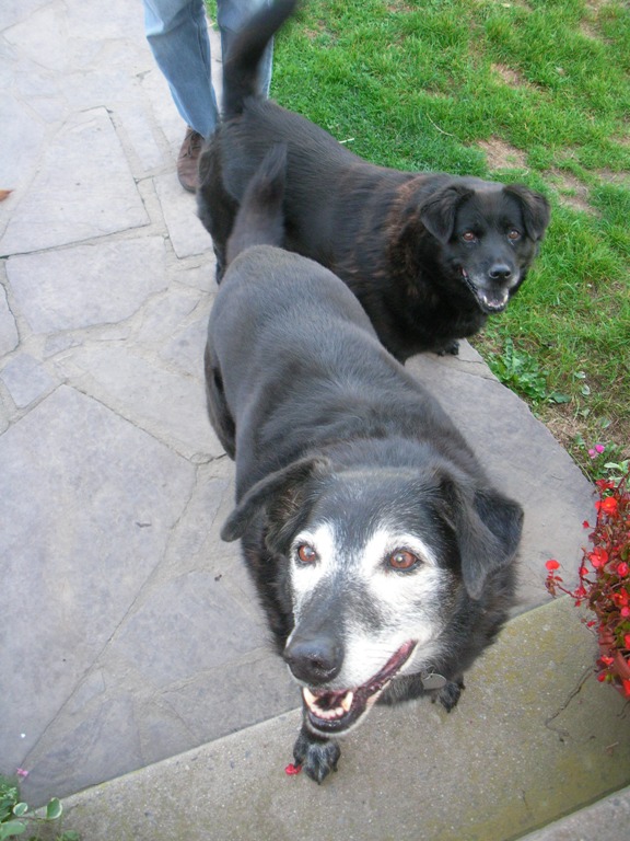 Two farm dogs