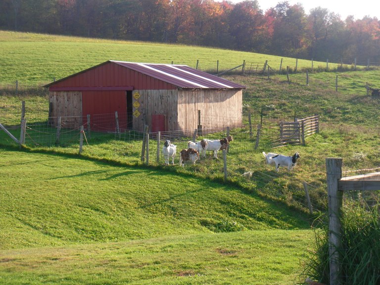 Goats near the shed