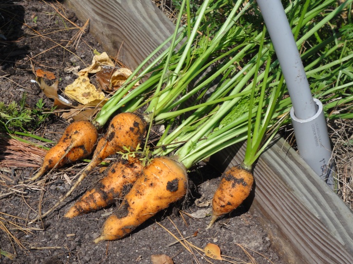 A row of carrots with dirt on them