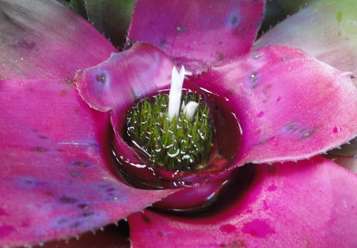 Big purple flower close-up