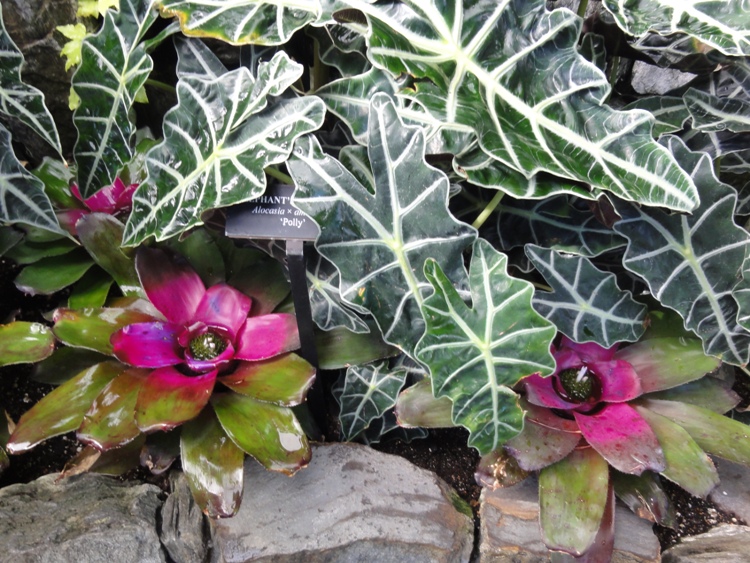 Same purple flower next to an alocasia plant