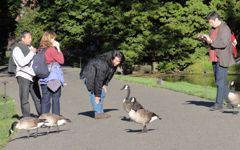 Me calling the geese like dogs with Steve, Norma, and Angelika nearby