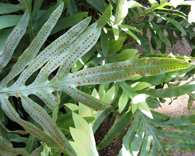 A big fern showing spores