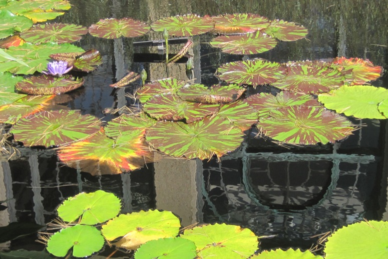 Exotic-looking leaves on the water