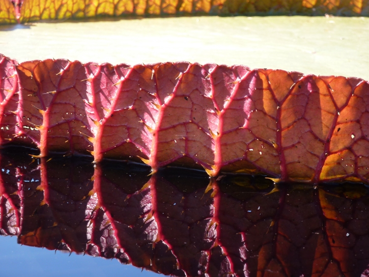 Close-up of the edge of a leaf