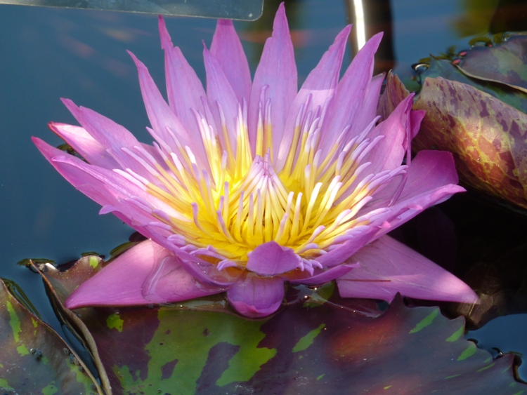 Side view of purple water lily