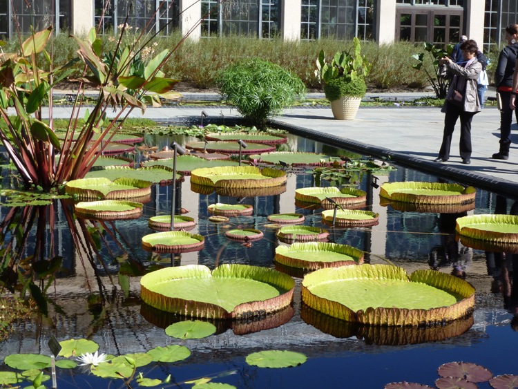 Several hybrid leaves