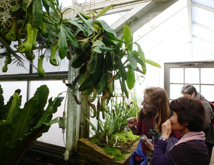 Norma and Hitomi looking at hanging pitcher plants.  This was the only part of the conservatory where we saw bugs.  But unlike gardens where the bugs eat the plants, these plants were eating the bugs