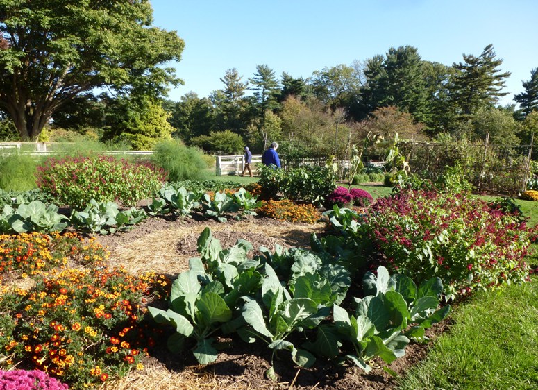 Vegetables with some big leaves