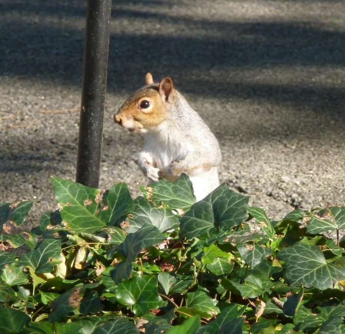 Same squirrel, different view