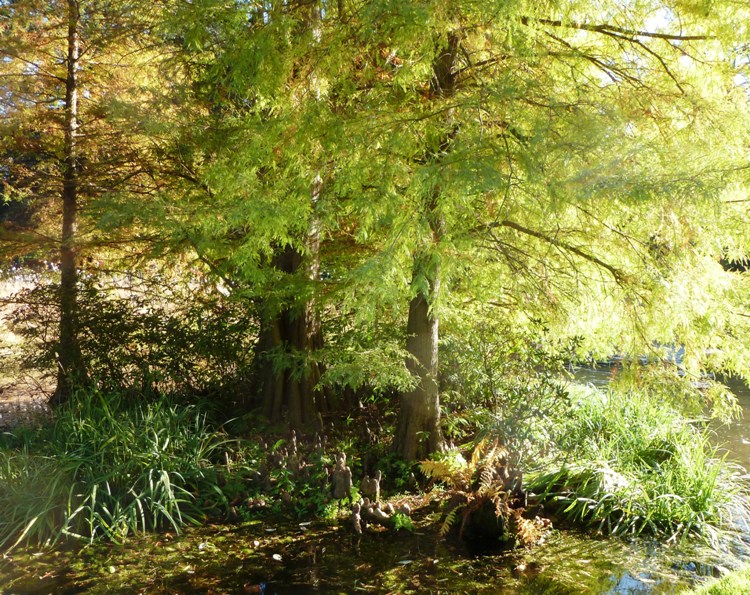 Cypress trees in swampy environment