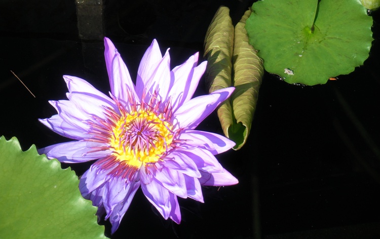 Water lily with puple flowers and yellow center