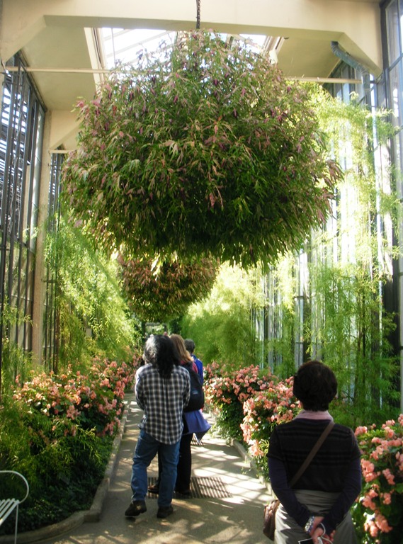 Giant hanging plant above my head