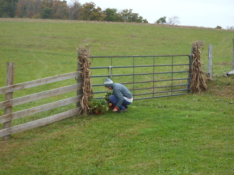 Laah putting up decorative corn stalks at fence post