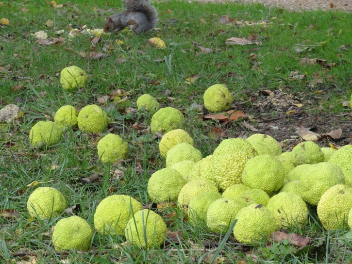 Osage oranges and squirrel