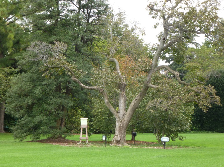 Bee hives on White House lawn