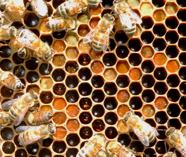 Cells with bee bread