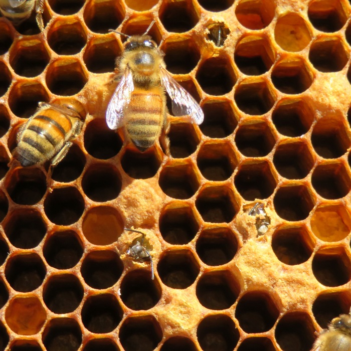 Bees chewing out of capped cells