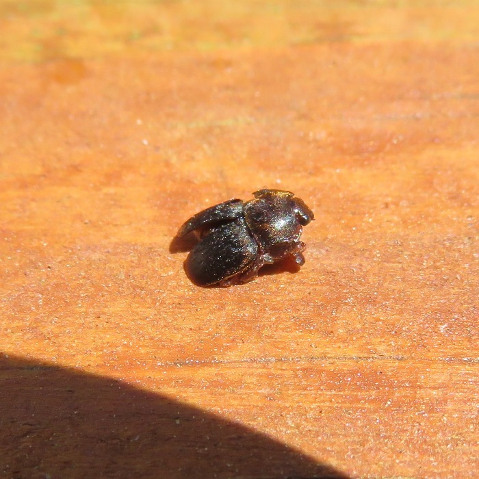 Small hive beetle from north hive