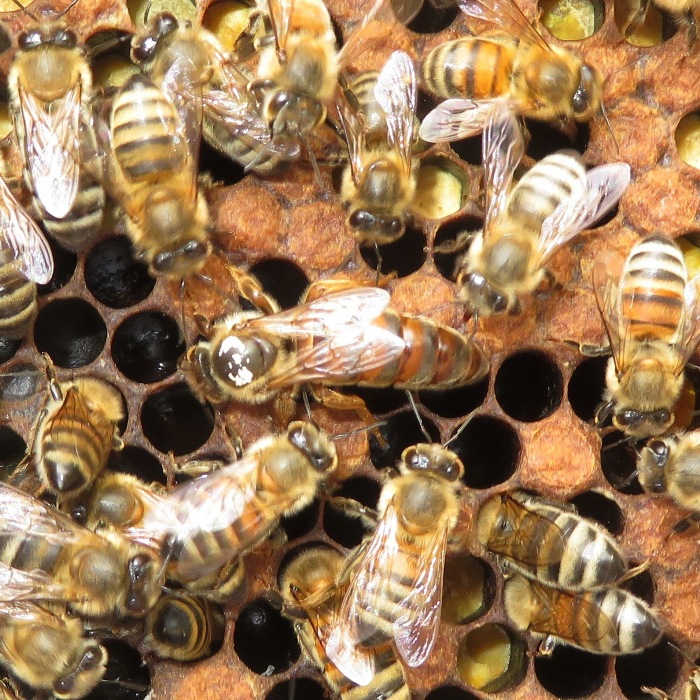 North hive queen marked with fading white dot