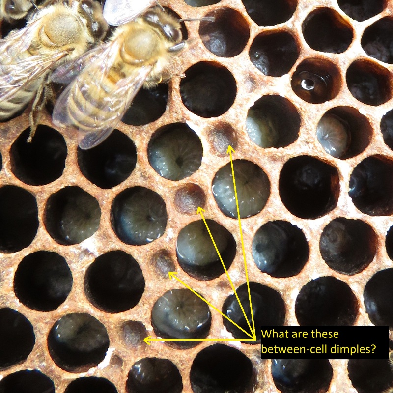 Dimples between cells on a frame from the north hive