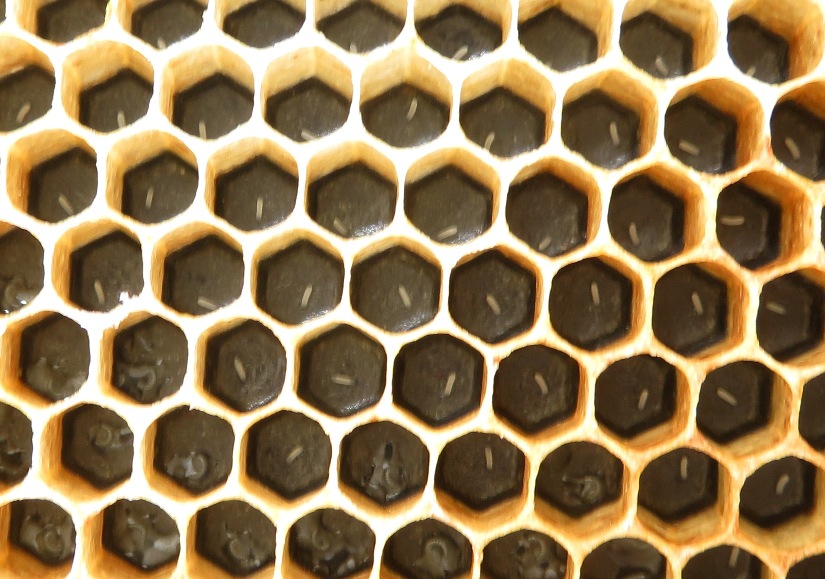 Eggs in the north hive