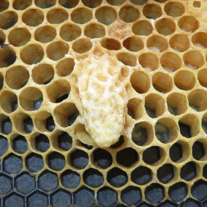 Capped queen cell