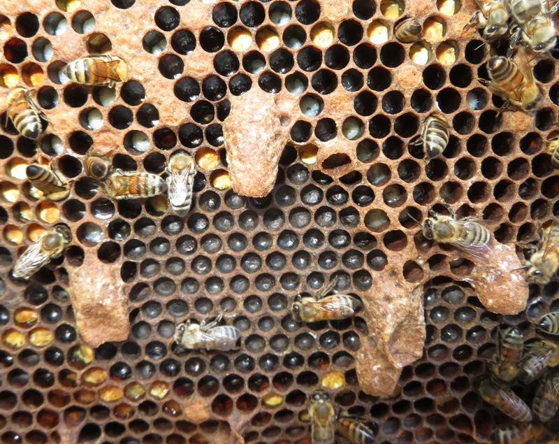 Several queen cells, some damaged