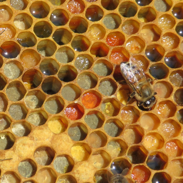 Multi-colored pollen in cells