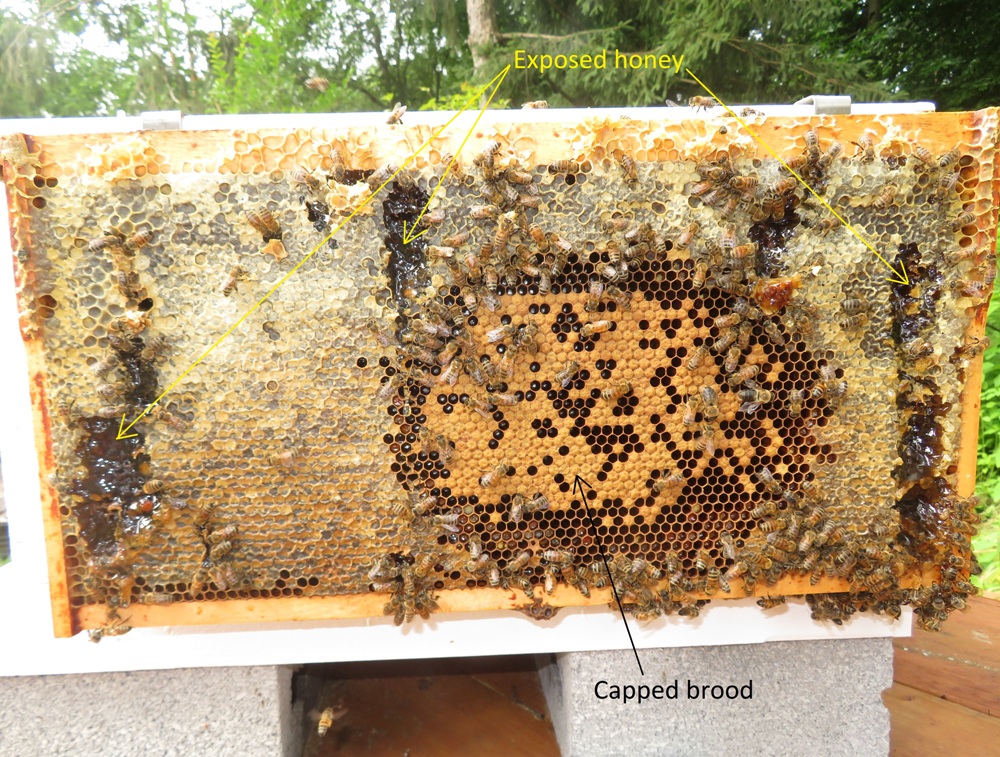 Exposed honey and capped brood