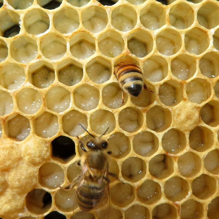 Nurse bees taking care of larvae