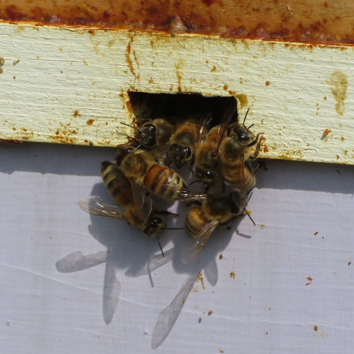 Bees at entrance reducer