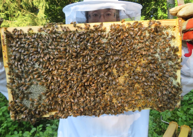 Me holding a frame with lots of bees