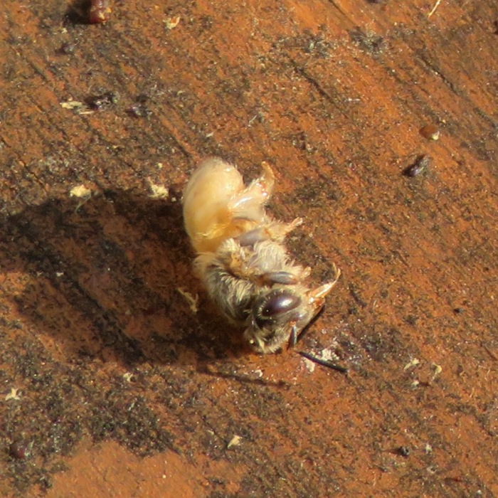 Half pupa and half adult dead bee