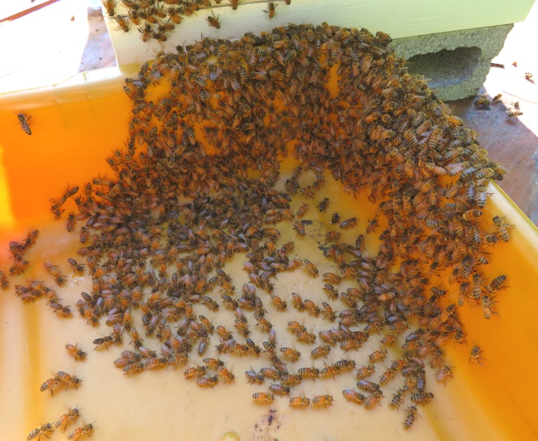 Bees put into a plastic container