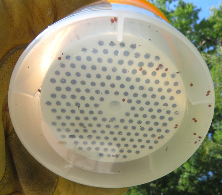 Varroa mites at bottom of alcohol container