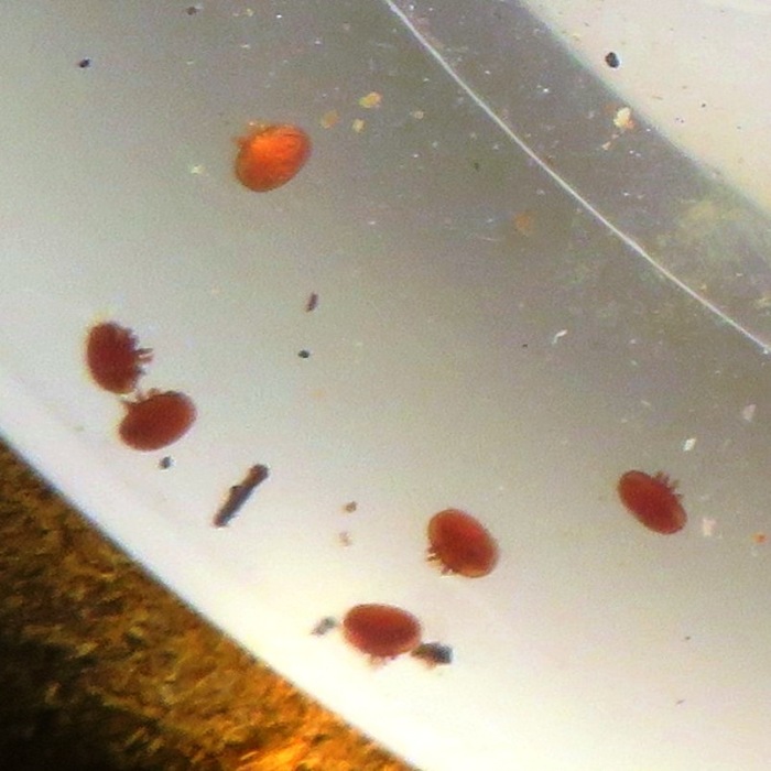 Close-up of varroa mites