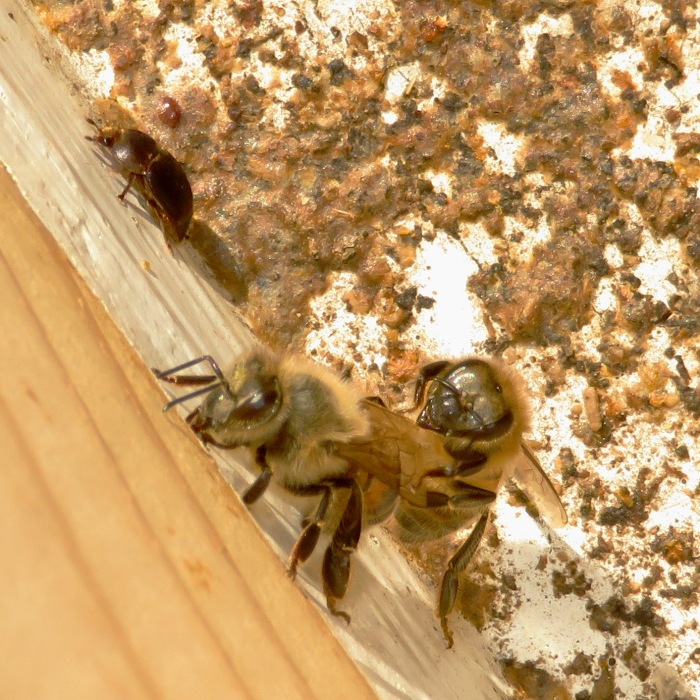 Small hive beetle and mite