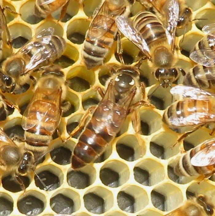 North hive queen with cells askew