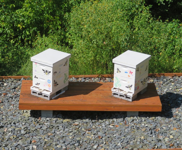 View of hives from atop the shed